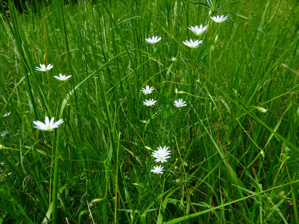 Stellaria graminea